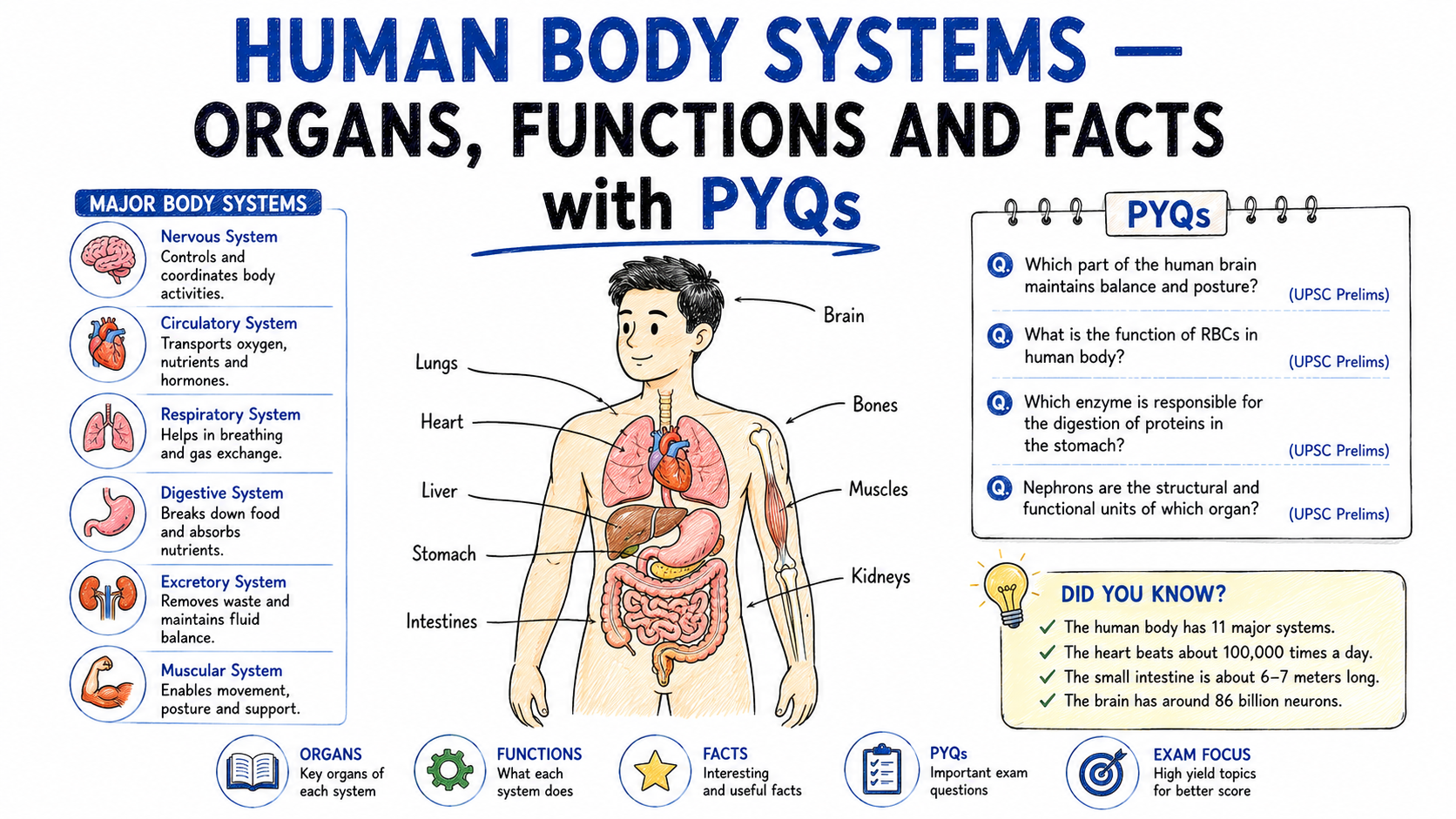 Human Body Systems — Organs, Functions and Facts with PYQs